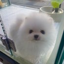 더펫 중리직영점 네이버블로그