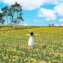 2025년 섬 수선화축제 이미지