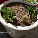 수골 농장 | 골든리트리버 아미 마지막 포스팅 별이 되다