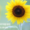 해바라기파출 이미지