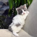 울산고양이분양 도레미캣 이미지