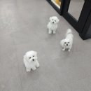 상아지네 이미지