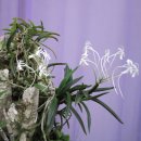 풍란 (風蘭 학명 Neofinetia falcata (Thunb. ex Murray) Hu) 이미지