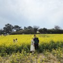 가야 경로당 | 지금 가야 하는 부안 수성당 만개한 유채꽃 🌼 바다랑...인생샷 4월 중순 방문후기 이번주막차 ( 주차/꿀팁)
