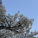 수원-1732 | 수원 벚꽃 명소 추천, 실시간 방문 후기 (경희대 vs 광교호반마을 산책로)