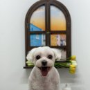 홀리몰리살롱 이미지