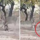 보듬어 줄개 이미지