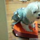 진보퍼피 이미지