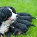 광주동물약국 이미지