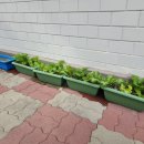 용화 경로당 | 아산시 보건소 치매안심센터와 함께한 치유농업 프로그램: "어르신의 마음에도 초록 꽃이 피어납니다"