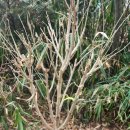 1월3일 울집정원 무궁화나무품종세실리아 밑에 나온 버섯 야생팽이버섯 이미지