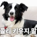 파양률 1위 견종. 똑똑한 게 죄인 듯 | 견종백과 보더콜리편 이미지