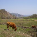 백두산농장 이미지