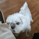 헬로우시니어 | 17세 할무이 멈뭄미의 네츄리스 시니어 냠냠후기🍽