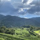 섬진강 찔레꽃 언덕 이미지