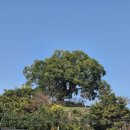 대산북로 | 창원가볼만한곳 대산면 "우영우 팽나무"