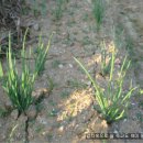 천상 농장 이미지