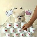 댕구르르 이미지