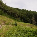 오렌지애견 이미지