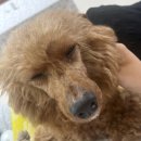 스노우 AI 펫 스튜디오 프로필 사용해 본 후기