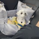 굿독 애견미용클럽 | 강원도 애견펜션 추천 (글램독 애견펜션 양양점) 2박3일