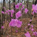 종합운동장 인공암벽등반 | 수도권 진달래꽃 명소 베스트 7 분홍빛 물결 속으로 떠나는 서울 근교 봄나들이 완벽 가이드