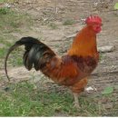 계 이미지