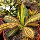 페록스 Daum카페