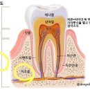 충전치료와 크라운치료의 비교[무배당 THE 건강한치아보험 V] 이미지