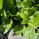 초록정원 이미지