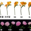 장미꽃화원 - 동해시 동굴로 61-16 | 장미꽃화원