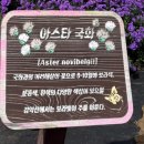 별,바람,꽃길 이미지