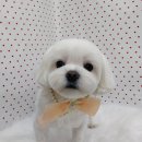 펫피파니 이미지