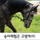 우곡중학교 | 고령 가볼만한 곳 :: 대가야기마문화체험장_이색체험, 승마체험, 아이들과가볼만한곳, 고령여행코스
