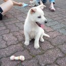 구티농장 Daum카페