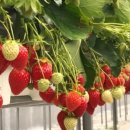 한사랑농장 이미지