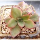 (주)리가 이미지