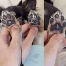 데일리펫 위드독스 | 애완견을 위한 연고 마이펫닥터 메디독스 강아지 발바닥 연고 30g, 1개