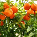 시골의맛 이미지