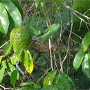 주아농장 이미지