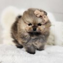 해시도그 이미지