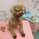 DOG LOVE WITH 란 이미지