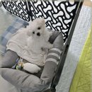 로얄펫 강아지분양 고양이분양 전주본점 이미지