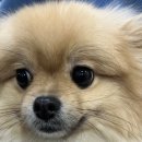 안동동물의료센터 이미지