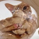 냥카페,루브 | 안산고양이카페 냥카페루브에서 제대로 힐링하고 온 후기