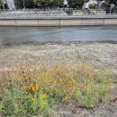 신천둔치 테니스장 이미지