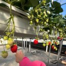 집현면1 | 진주 아기랑 실내 가볼만한 곳 딸기체험 다은딸기 24개월미만 무료 22개월 아기랑 다녀온 후기