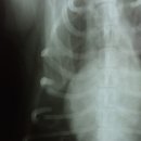 화랑동물병원 이미지