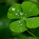 영축산효소 이미지