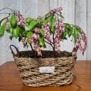 분홍 농장 이미지